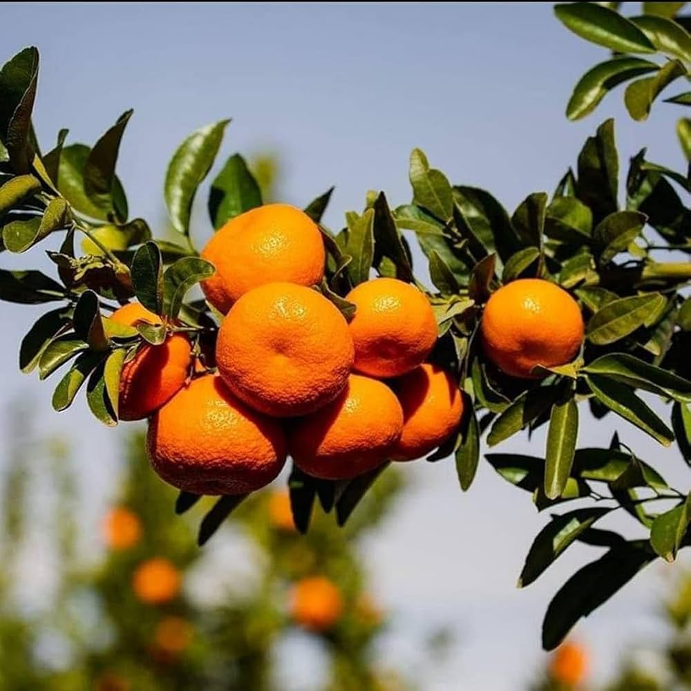 Darjeeling Orange